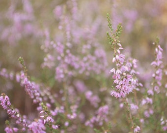 Nature photography, spring photography, nursery photograph