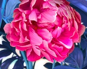 Topsy Turvy Peony