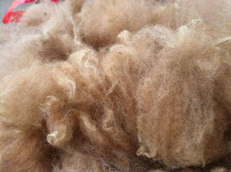 Alpaca Fiber Fawn Alpaca Fleece Raw Fawn Alpaca Fiber Etsy