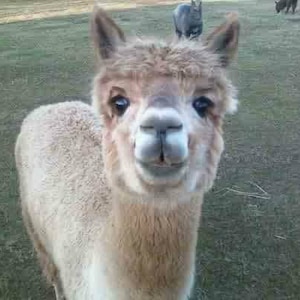 Alpaca Fiber, Fawn Alpaca Fleece, Unwashed, 3&quot; staple length, fiber to spin, fiber to card, fiber to felt 2 ounces