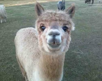 Alpacavezel, fawn alpaca-fleece, ongewassen, 3" stapellengte, vezel om te spinnen, vezel tot kaart, vezel tot vilt 2 ounces