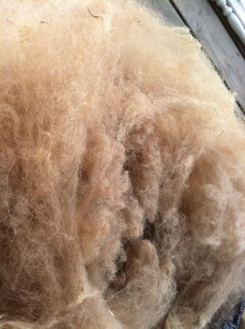 Alpaca Fiber, Fawn Alpaca Fleece, Unwashed, 3 Staple Length, Fiber to