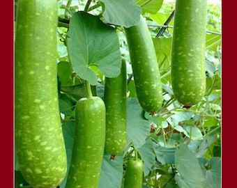 Asian Vegetable seeds mottled bottle gourd,Calabash,,melon, bầu sao seed