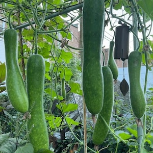 May include: A close-up of a green squash growing on a vine. The squash is long and thin, with a smooth, green skin. The vine is covered in leaves and has a trellis in the background.