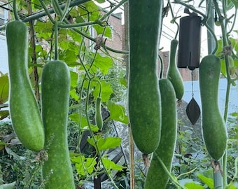 20+ Hairy Gourd seeds,Winter Melon,fuzzy chinese Squash, Mao Gua (Bi Dao) seed,when they bear fruit ,it will look exactly like the picture
