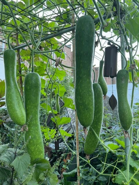 20+ Hairy Gourd seeds,Winter Melon,fuzzy chinese Squash, Mao Gua (Bi Dao) seed,when they bear fruit ,it will look exactly like the picture
