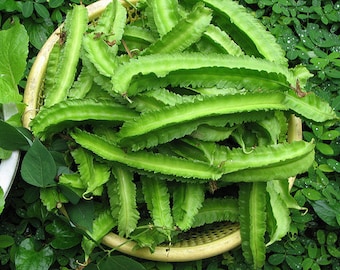 Winged bean, Four Angled bean, Manila bean,Đậu rồng seeds ..20 -1000 seeds