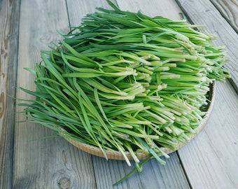 1150 seeds ( 5g) Garlic Chives  (Allium tuberosum) - Chinese leek -  Hẹ lá -  Herb  Perennial.