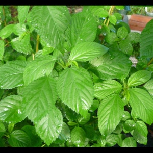 Green Jute seeds,Saluyot, Molokhia,Mulukhiyah; Corchorus olitorius-Vegetable  Egyptian spinach seeds (rau day) ;13500 seeds =36g; Non-GMO