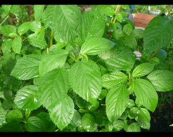 Green Jute seeds,Saluyot, Molokhia,Mulukhiyah; Corchorus olitorius-Vegetable  Egyptian spinach seeds (rau day) ;13500 seeds =36g; Non-GMO