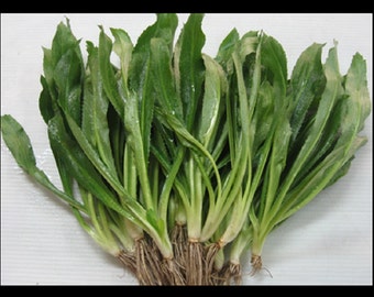 Culantro seeds, recao, long coriander,Thai Parsley, ngo gai ...5000 seeds (5g)
