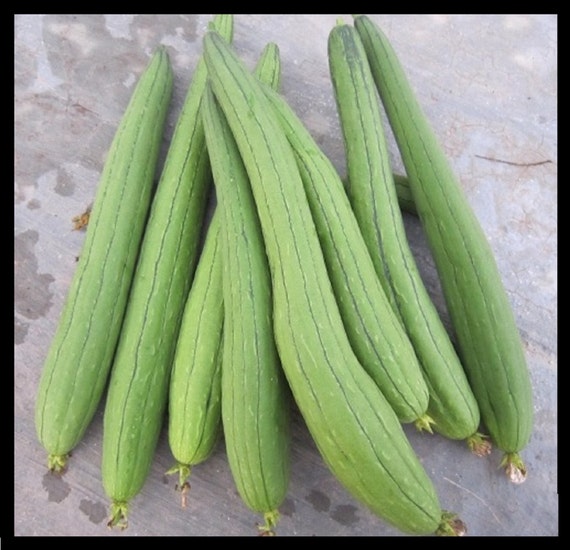 Extra Long 33" long Edible,Chinese okra,1 Pound Luffa Angled or Smooth Seeds 