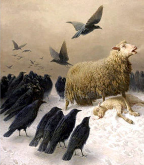 August Friedrich Schenck Anguish 10 Sheep Lamb Death Etsy