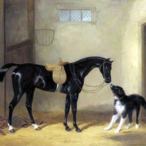 Cazador negro con perro pastor, William Barraud, caballo negro, establo, gato, perro pastor, grabado de caballo antiguo, arte equino, arte de lienzo de 11x14"