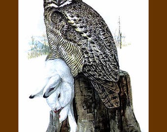 Great Horned Owl, Lois Aggassiz Fuertes, 1908, Animals, Birds, owl with lamb prey, 11x14" canvas art print, antique animal art,