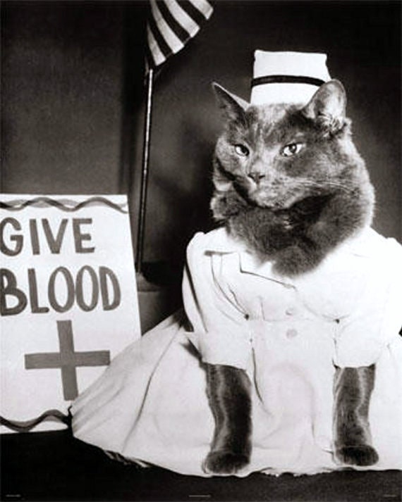 Cat dressed as clearance nurse
