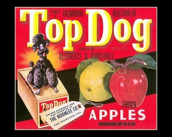 Top dog label.  Fruit, apples. crate label, fruit lable, black poodle, vintage crate label, kitchen decor, cafe decor, 8x10" premium poster