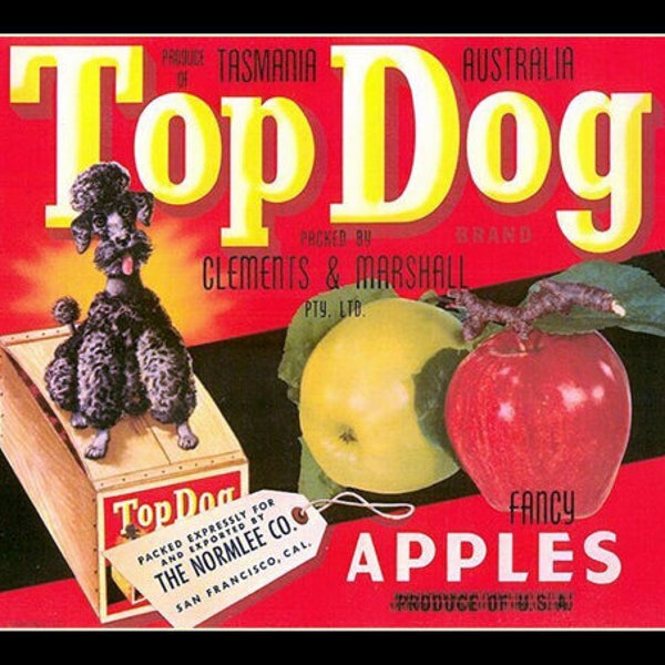 Top dog label.  Fruit, apples. crate label, fruit lable, black poodle, vintage crate label, kitchen decor, cafe decor, 8x10" premium poster