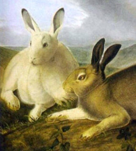 1841 Fine Art Print Audubon Reproductions: Arctic Hare c