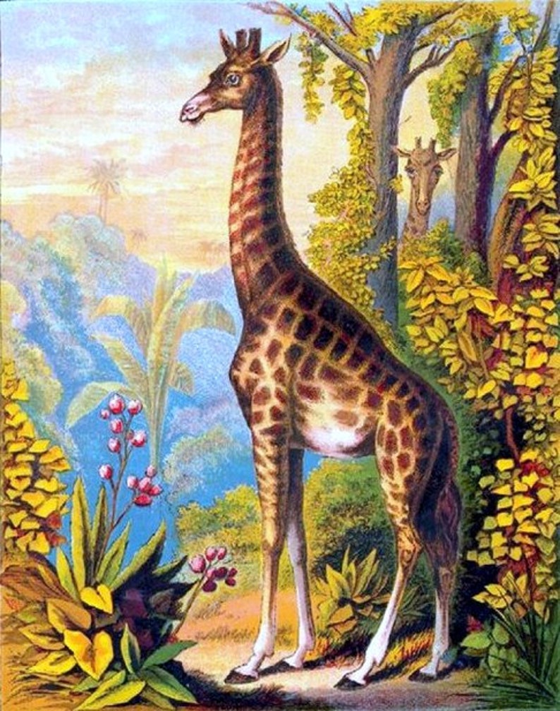 Wild Animals Zoo Animals, Giraffes, wildlife art, zoo animals in art, giraffe art print, childs room decor, 1880 8x10 Canvas art print image 2