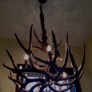 Antler chandelier.