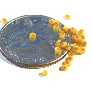 May include: A close-up of a US quarter coin next to a pile of small, light brown, square-shaped seeds. The seeds are about the size of a grain of rice.
