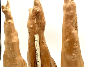 Vintage Cypress Knee Display Authentic Wood Tree Sculpture