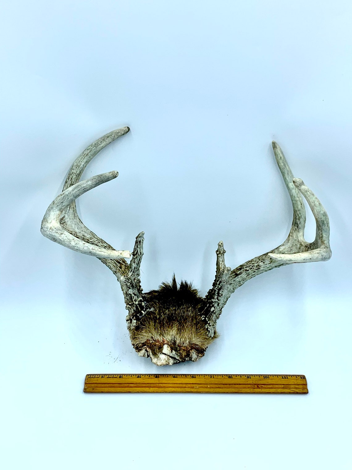 Deer Antler Mount Natural Horn Wallhanging Authentic Deer Etsy