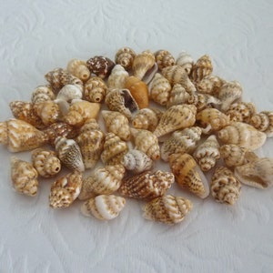May include: A collection of small, brown and white seashells. The shells are all different shapes and sizes, and some have a spiral pattern.
