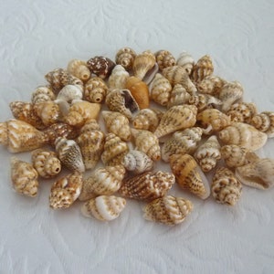 Dainty Cone Sea Shell Beads 50pcs For Making Beach Hanging Craft & Jewellery