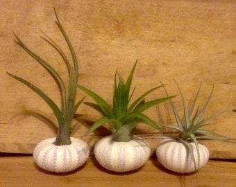 Sea Urchin Tillandsia Air Plant Kit Set of 3