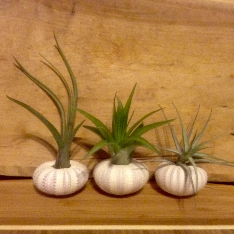 Sea Urchin Tillandsia Air Plant Kit Set of 3 image 1