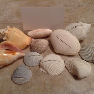 Sea Shell Place Card Holder Set of 10 for Wedding, Party, Corporate Event