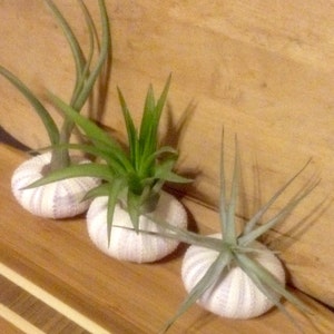 Sea Urchin Tillandsia Air Plant Kit Set of 3 image 2