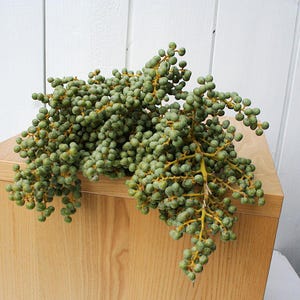 Könnte beinhalten: Nahaufnahme von grünen Beeren mit gelben Stielen, die auf einer Holzoberfläche liegen. Die Beeren sind klein und rund. Der Hintergrund ist eine weiße Holzwand.