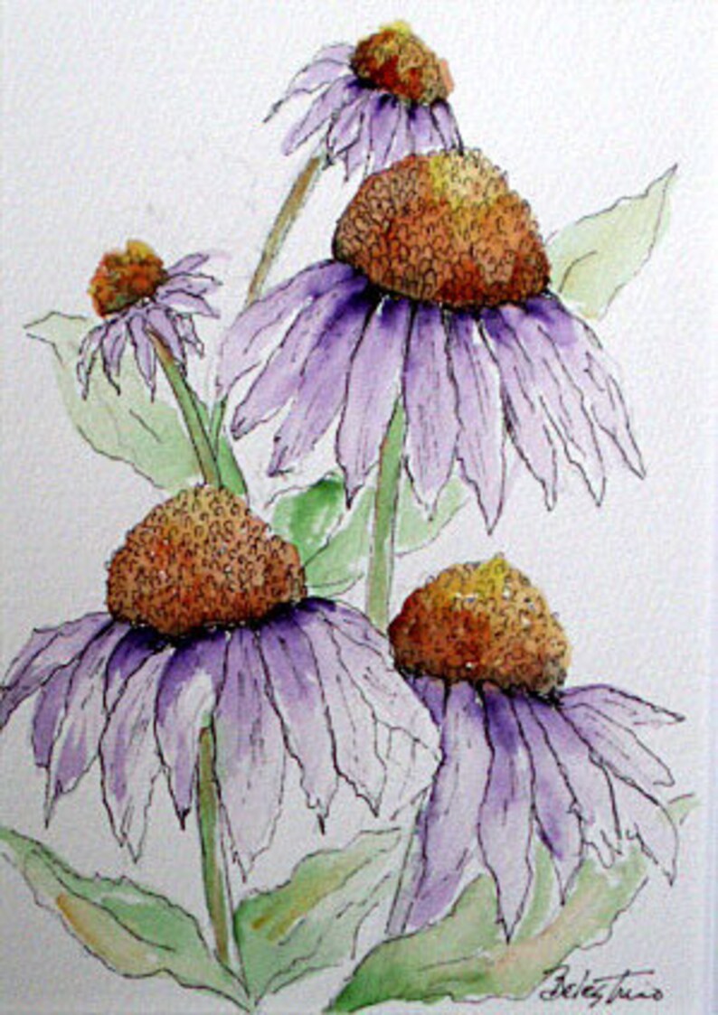 Purple Cone Flowers Original Watercolor and Pen and Ink Etsy