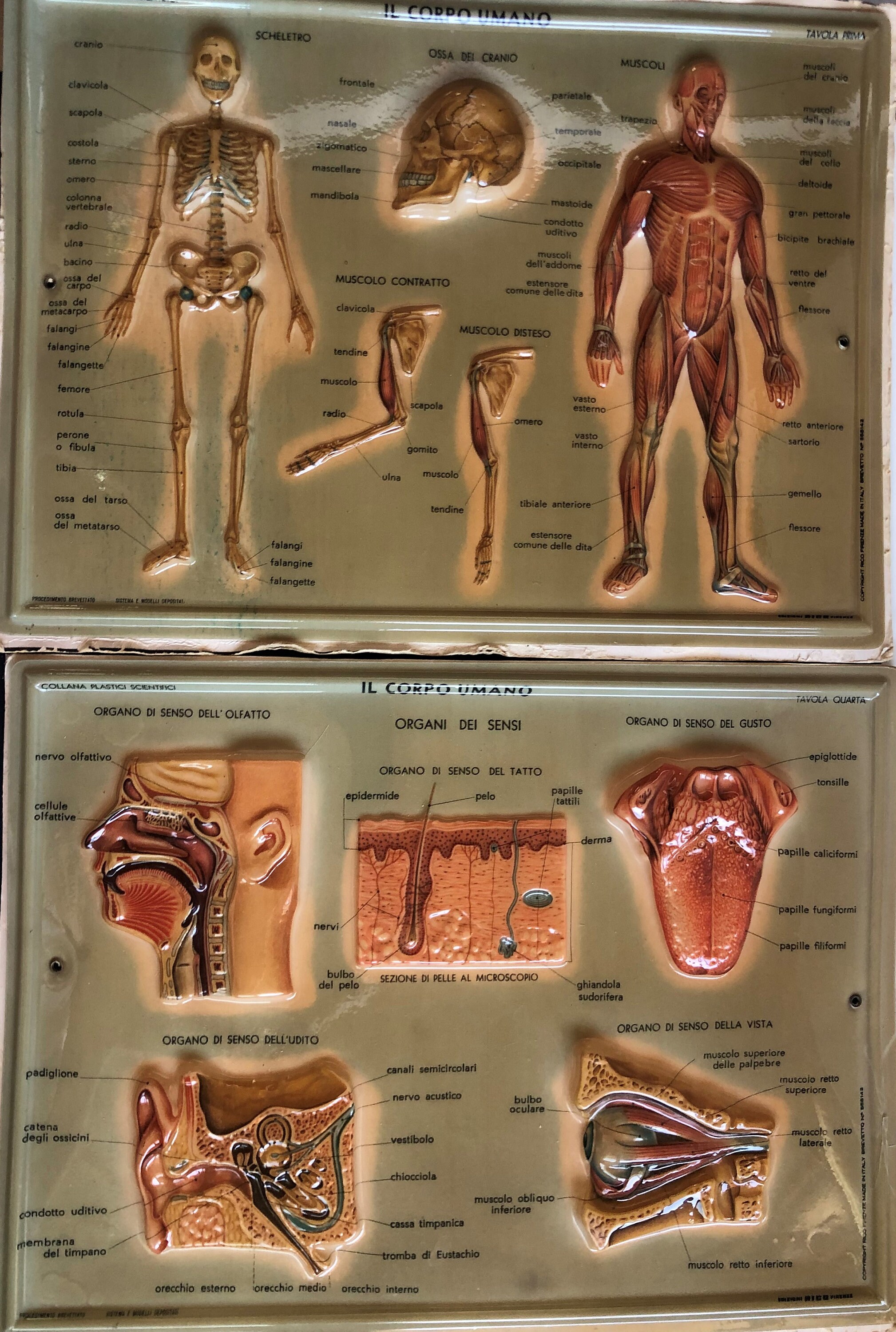2 Italian Teaching Aid Scientific Plastic the Human Body Italy  