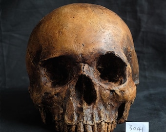 Human skull replica, realistic full size skull made from polymerised plaster and painted to resemble an ancient fossil