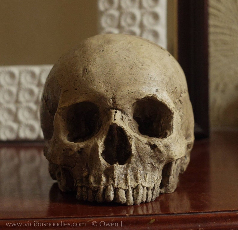 Realistic human skull replica, life size, made from plaster of Paris. Painted for a weathered appearance and finished with lacquer for an antique polished bone effect.