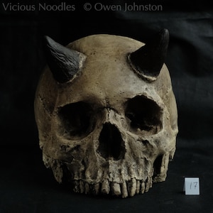 Horned skull replica, life size, made from polymerised plaster and painted for a realistic weathered  appearance