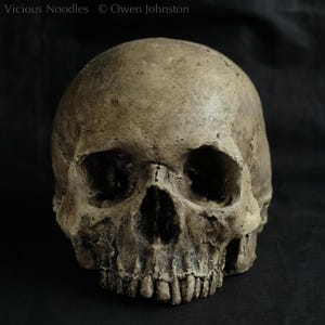 Human skull replica, realistic full size skull made from polymerised plaster and painted for a weathered appearance