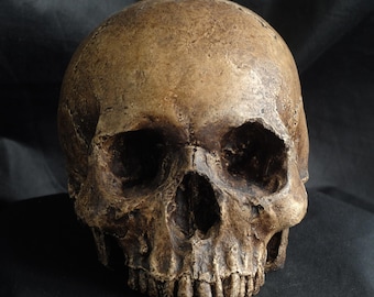 Human skull replica, realistic full size skull made from polymerised plaster and painted for a weathered appearance