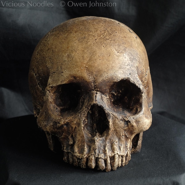 Human skull replica, realistic full size skull made from polymerised plaster and painted for a weathered appearance