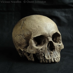 Human skull replica painted for a weathered appearance