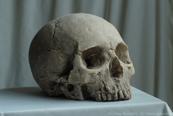 Skulls NEW Halloween Horror Prop Clear Life-Size Human Skull 