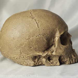 HUMAN SKULL REPLICA (polished bone) full size realistic made from plaster of Paris and painted for an aged, weathered effect image 7