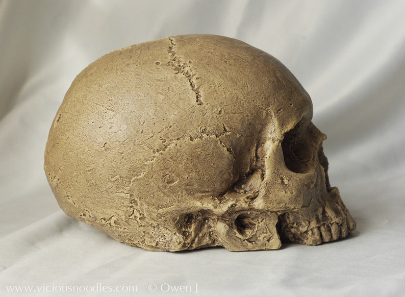 HUMAN SKULL REPLICA (polished bone) full size realistic made from plaster of Paris and painted for an aged, weathered effect image 7