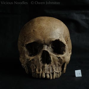 Human skull replica, highly weathered appearance