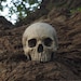 HUMAN SKULL REPLICA (natural) full size realistic replica made from plaster of Paris and painted for an aged, weathered effect