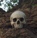 HUMAN SKULL REPLICA (natural) full size realistic replica made from plaster of Paris and painted for an aged, weathered effect 